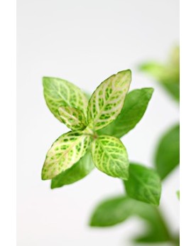 copy of Bacopa Salzmanii  Purple  - En Pot