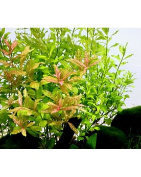 copy of Bacopa Salzmanii  Purple  - En Pot