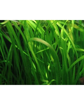 Vallisneria Spiralis - en Pot Vallisneria spiralis fait partie des ...