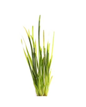 Vallisneria Spiralis - en Pot Vallisneria spiralis fait partie des ...