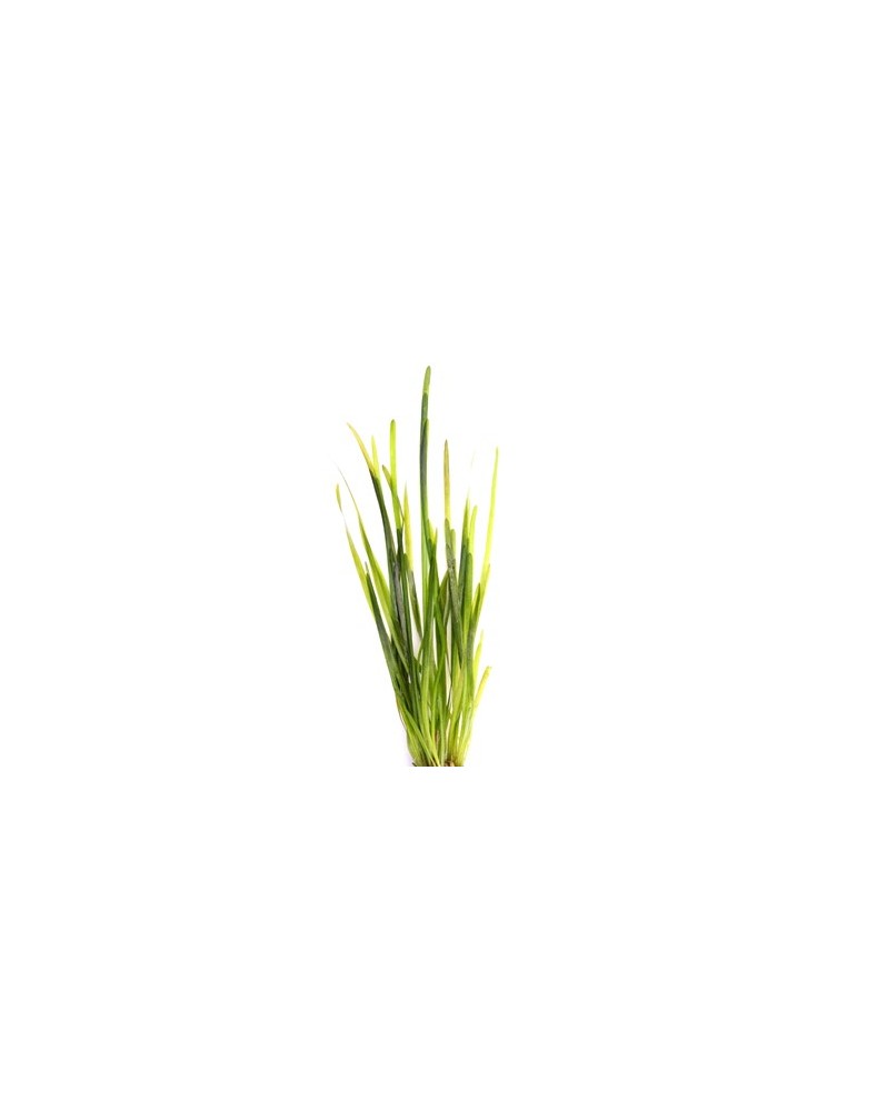 Vallisneria Spiralis - en Pot Vallisneria spiralis fait partie des ...