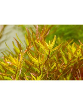 Rotala Rotundifolia Laos - en Pot Rotala rotundifolia est répandue ...