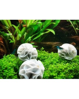 Gioia Shrimp - Baby Bee Shrimp x5 Prenez soin des juvéniles avec ce...