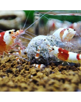 Gioia Shrimp - Balls Artemia Balls Artemia Gioia Shrimp. Boules de ...