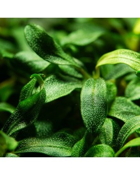 Bucephalandra sp. Needle Leaf In Vitro Bucephalandra 'Needle Leaf' ...