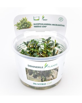 Bucephalandra Mini Needle Leaf - In Vitro La Bucephalandra Micranth...