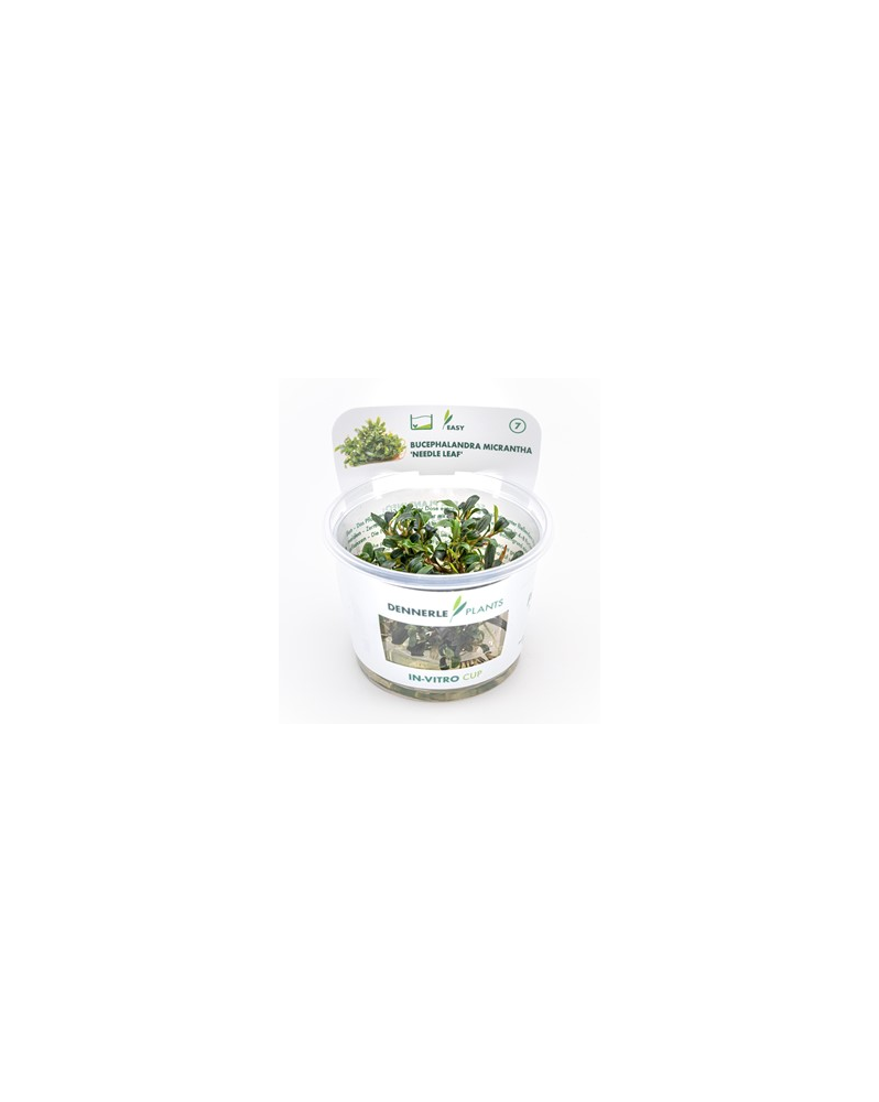 Bucephalandra Mini Needle Leaf - In Vitro La Bucephalandra Micranth...