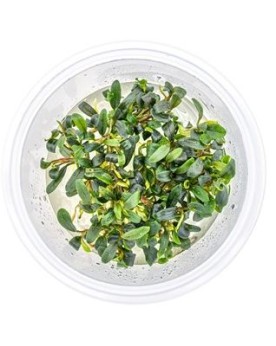 Bucephalandra Mini Needle Leaf - In Vitro La Bucephalandra Micranth...