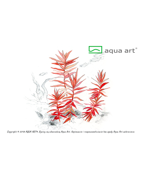 Ammannia Senegalensis - Aqua-art Il s'agit d'une variété plus petit...