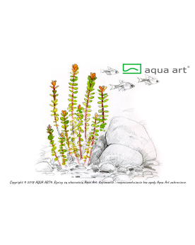 Ammannia Sp. Bonsaï - Aqua-art L'Ammania Bonsai est une espèce repr...