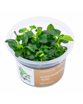 Anubias barteri Petite - Aqua-art Anubias barteri nana 'Petite' Une...