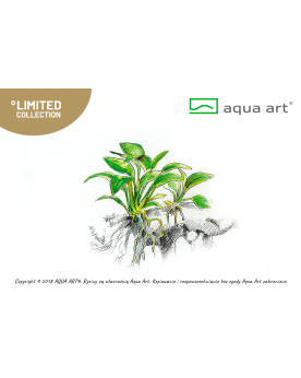 Anubias barteri Petite - Aqua-art Anubias barteri nana 'Petite' Une...