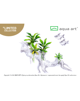 Anubias barteri Pangolino - Aqua-art Anubias sp. Pangolino' Plante ...