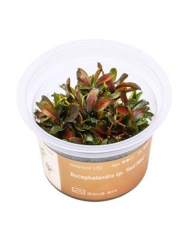 Bucephalandra sp. Red Mini - Aqua-art Bucephalandra sp. 'Red mini' ...