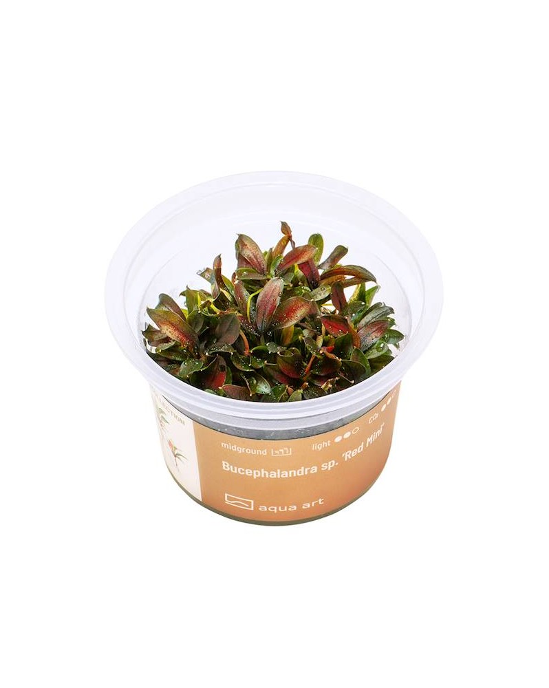 Bucephalandra sp. Red Mini - Aqua-art Bucephalandra sp. 'Red mini' ...