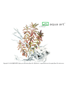 Hygrophila polysperma Sunset - Aqua-art Hygrophila polysperma 'Suns...