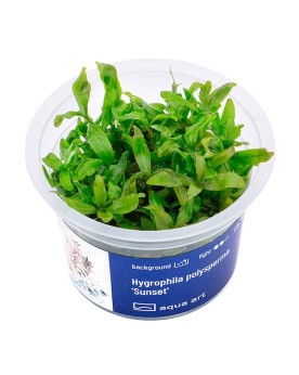 Hygrophila polysperma Sunset - Aqua-art Hygrophila polysperma 'Suns...