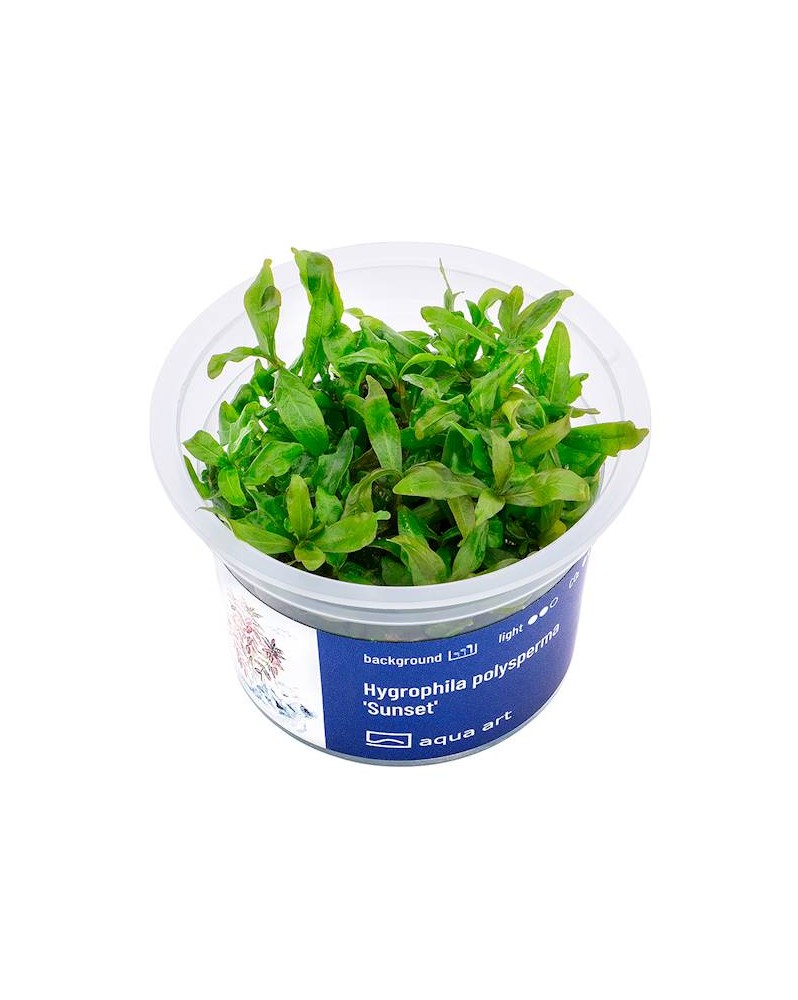 Hygrophila polysperma Sunset - Aqua-art Hygrophila polysperma 'Suns...