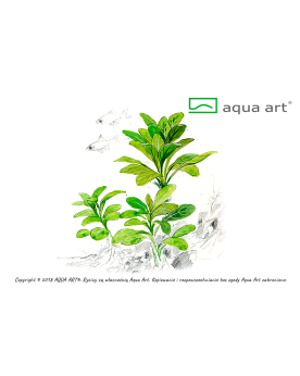 Lobelia Cardinalis - Aqua-art Lobelia cardinalis est une plante ori...