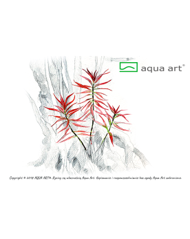 Ludwigia brevipes - Aqua-art Ludwigia brevipes Souvent confondue av...