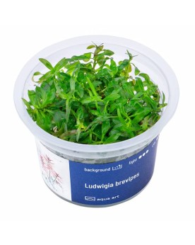 Ludwigia brevipes - Aqua-art Ludwigia brevipes Souvent confondue av...