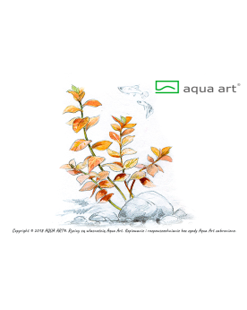 Ludwigia Ovalis - Aqua-art Ludwigia ovalis Plante à tige à croissan...