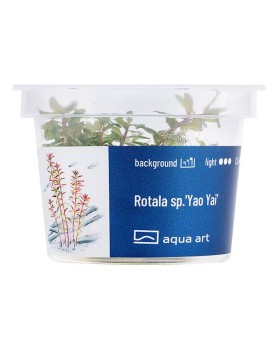 Rotala sp. Yao Yai - Aqua-art Rotala sp. 'Yao Yai' Il s'agit d'une ...