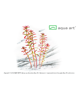 Rotala sp. Yao Yai - Aqua-art Rotala sp. 'Yao Yai' Il s'agit d'une ...