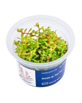 Rotala sp. Yao Yai - Aqua-art Rotala sp. 'Yao Yai' Il s'agit d'une ...