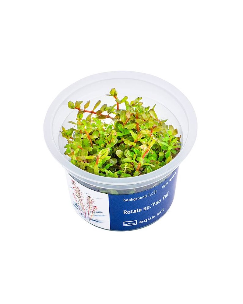 Rotala sp. Yao Yai - Aqua-art Rotala sp. 'Yao Yai' Il s'agit d'une ...