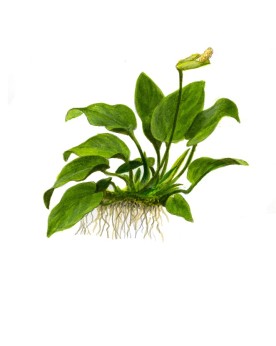 Anubias nana Large - En Pot L'Anubias barteri var. nana est une pet...