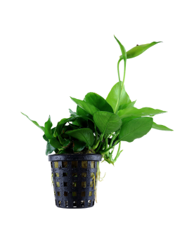 Anubias nana Large - En Pot L'Anubias barteri var. nana est une pet...