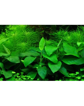 Anubias nana Large - En Pot L'Anubias barteri var. nana est une pet...