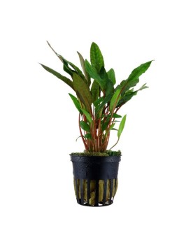 Cryptocoryne Becketti var. petchii - En Pot La Cryptocoryne Beckett...