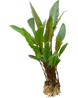 Cryptocoryne Becketti var. petchii - En Pot La Cryptocoryne Beckett...