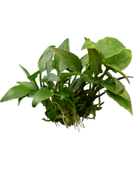 Cryptocoryne Pontederifolia - En Pot La Cryptocoryne pontederiifoli...