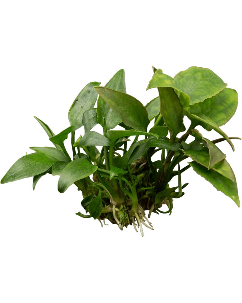 Cryptocoryne Pontederifolia - En Pot La Cryptocoryne pontederiifoli...