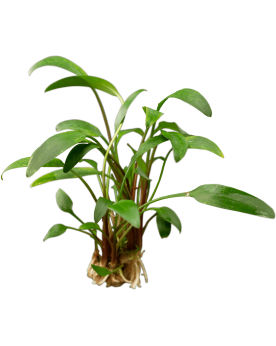 copy of Bacopa Salzmanii  Purple  - En Pot