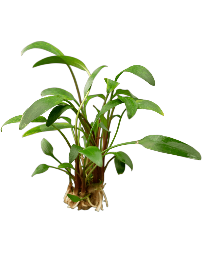 copy of Bacopa Salzmanii  Purple  - En Pot