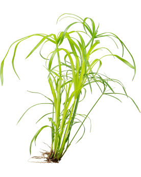 copy of Bacopa Salzmanii  Purple  - En Pot