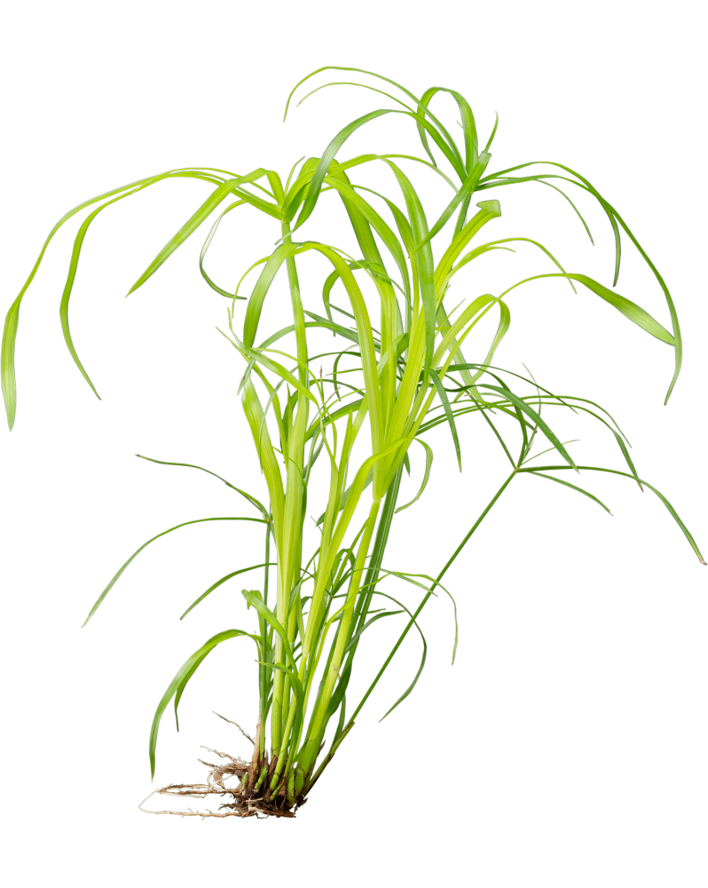 copy of Bacopa Salzmanii  Purple  - En Pot