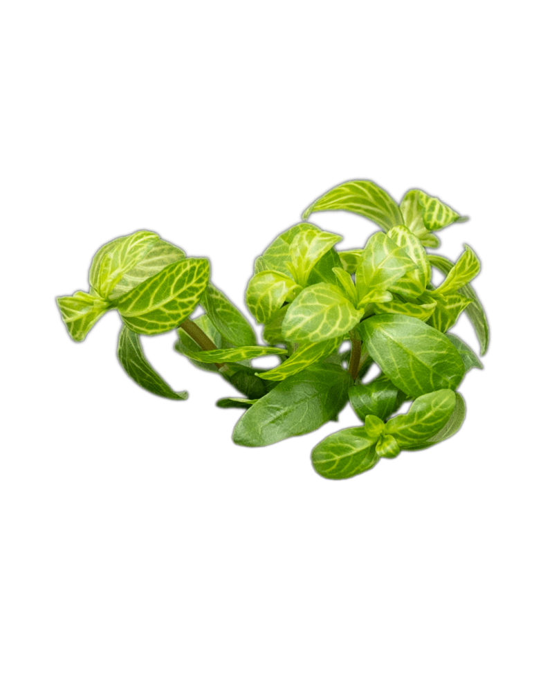 copy of Bacopa Salzmanii  Purple  - En Pot