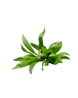 copy of Bacopa Salzmanii  Purple  - En Pot