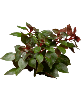 Ludwigia palustris Super Red - En Pot Ludwigia palustris 'Super Red...