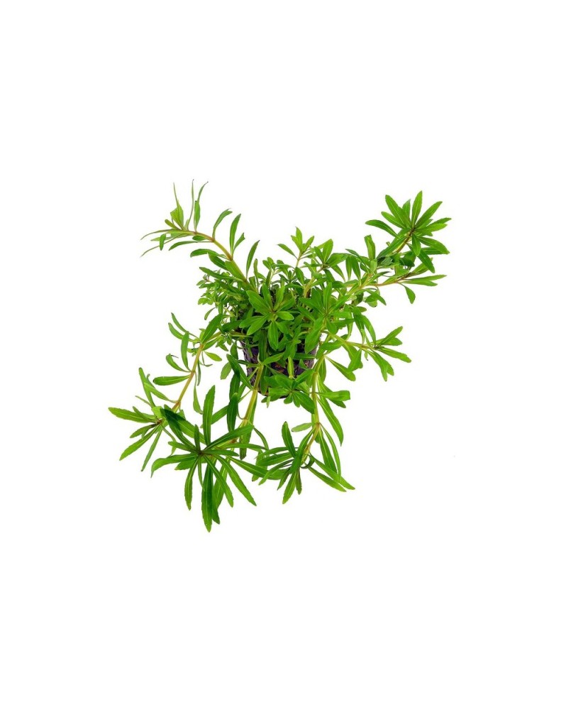 Pogostemon quadrifolius - En Pot Cryptocoryne lutea Hobbit est une ...