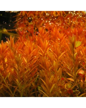 Rotala rotundifolia Orange Juice - En Pot Rotala Orange Juice est u...