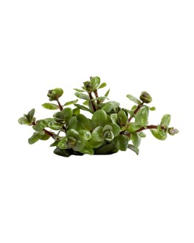 copy of Bacopa Salzmanii  Purple  - En Pot