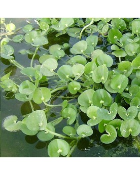 Heteranthera reniformis - 2pcs Heteranthera reniformis, connue sous...