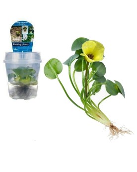 copy of Bacopa Salzmanii  Purple  - En Pot