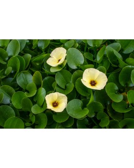 Hydrocleys nymphoides - 2pcs Hydrocleys nymphoides, également connu...